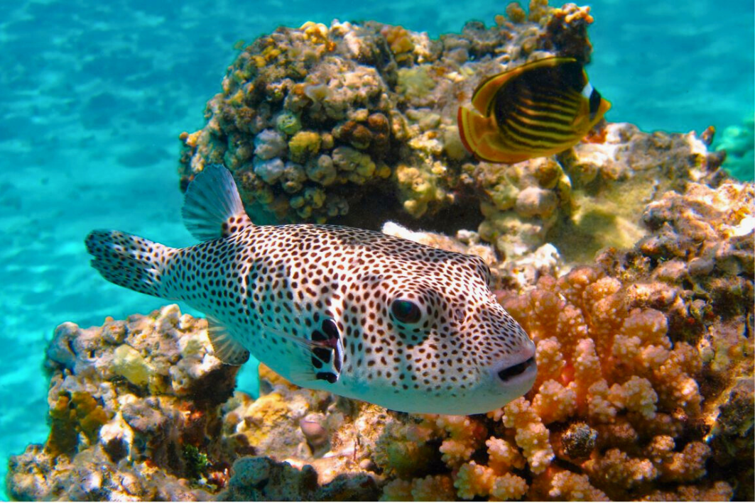 3Snorkeling ile du nord de maurice sejour a maurice